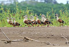 Orinoco Goose